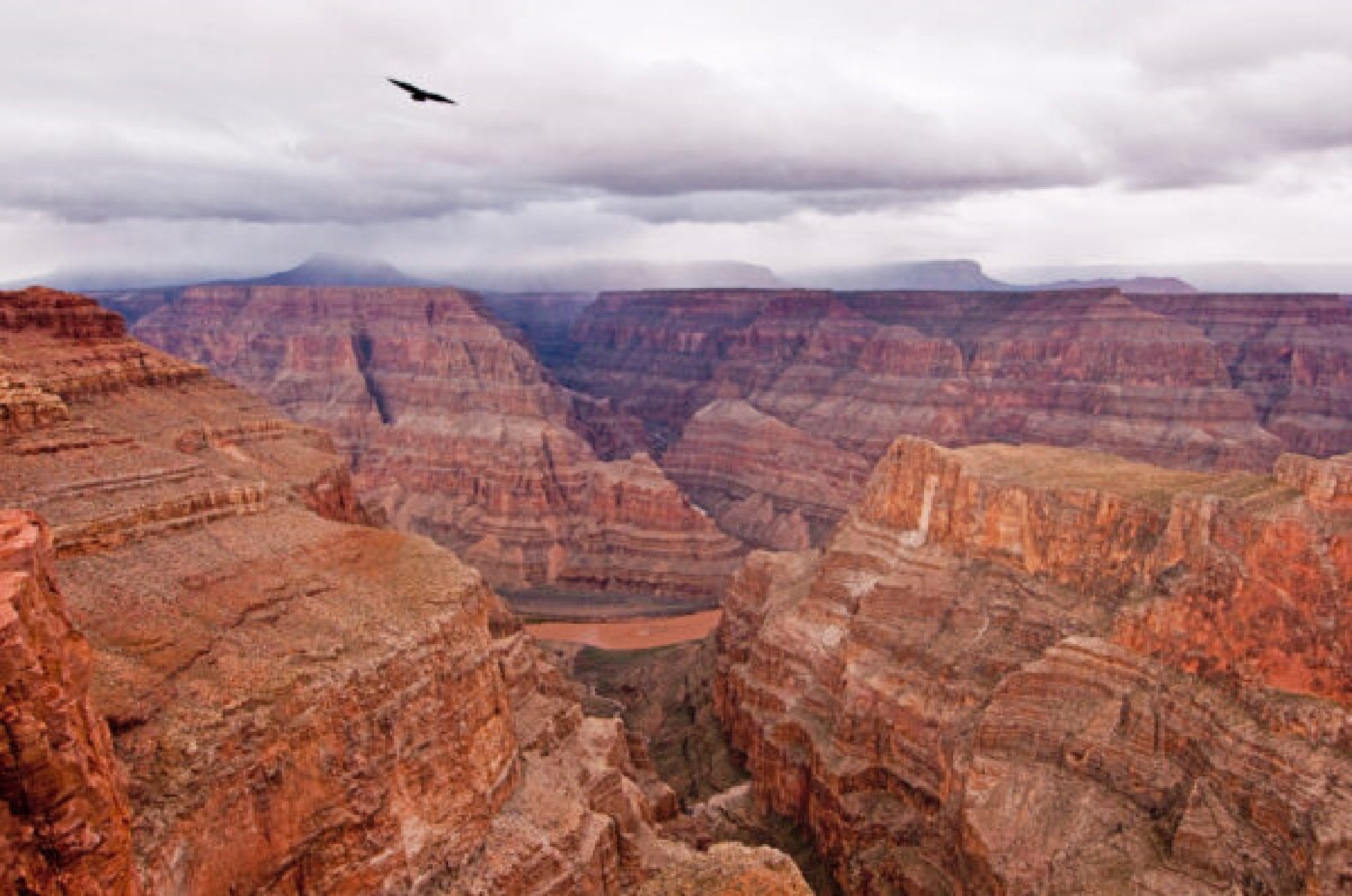 A wide view of the Grand Canyon with layered red rock formations, a cloudy sky, and a single bird flying above the canyon.