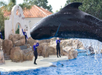 Dolphin show at San Diego Seaworld.