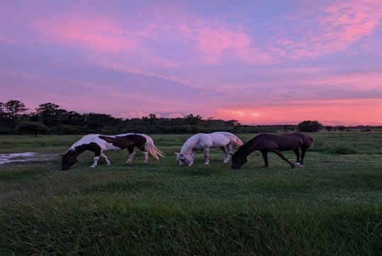 Three horses graze in a grassy field under a purple and pink sunset sky.