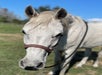 A close-up of a white horse with a brown bridle standing in a grassy field under a clear blue sky.