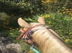Pretty palomino with pretty flowers. - Guided Horseback Trail Ride in Clermont, FL