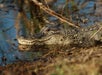 American alligator resting on shore. - Guided Kayak Eco-Tour in Clermont, FL