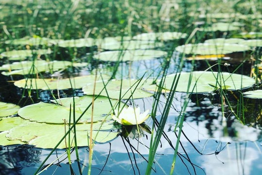 White water lily among the reeds. - Guided Kayak Eco-Tour in Clermont, FL