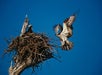 Osprey building a nest beside the lake. - Guided Kayak Eco-Tour in Clermont, FL