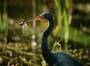 Tricolored heron fishing along the shore. - Guided Kayak Eco-Tour in Clermont, FL