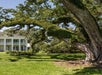 Large oak tree with sprawling branches covered in vines stands in the foreground of a historic white plantation-style house with columns.