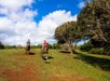 Gunstock Ranch Horseback Rides Oahu - Kahuku, HI