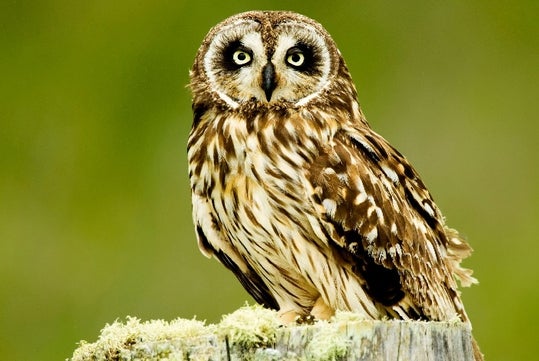 An owl, like ones that can be seen on the Hakalau Birdwatching Tour in Kona Hawaii, USA.