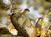 Picture of a hawk, like ones that can be seen on the Hakalau Birdwatching Tour in Kona Hawaii, USA.