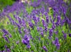 Lavender Farm