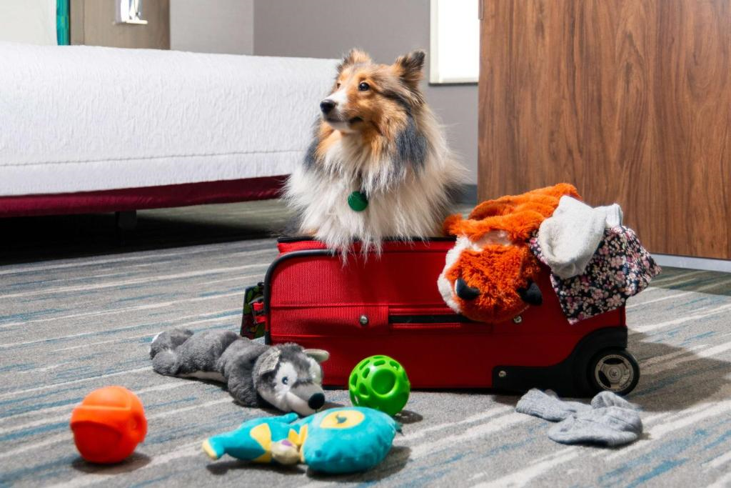 A fluffy dog sits in an open red suitcase on a carpeted floor, surrounded by various toys and clothing items.