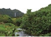 A thick rainforest with lots of different types of foliage and water running through it with the Molokai waterfall in the background.