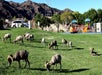  Big Horn Sheep gather around mountains and graze on the sweet grass