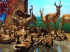 A museum diorama displaying various waterfowl, cranes, and antelope in a naturalistic habitat with grass, trees, and a painted sky backdrop.