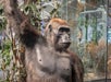 African Wildlife exhibit featuring a gorilla at the Houston Museum Of Natural Science.