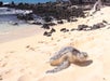 We'll take you to spots only the locals know, like this beach where sea turtles come to sunbathe!