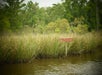Jean Lafitte Swamp Tours