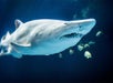 Johnny Morris' Wonders of Wildlife National Museum & Aquarium in Springfield, MO