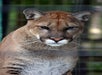 Come Check out one of nine Florida Panthers here at the Park