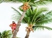 Get your cameras ready for a coconut tree climbing demonstration at Ka Moana Luau in Honolulu, Hawaii.