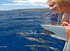 Playful Dolphins