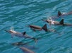 Dolphins at Kauai Sea Tours Na Pali Half day Raft Snorkel Adventure #6 in Eleele, Hawaii