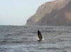 Watch in Awe as Whales Dance Beneath the Waves.