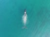 Meet the Ocean’s Gentle Giants!