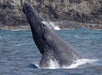 Watch the Whales, Feel the Breeze, Sip the Moment – Only with Imiloa Express!