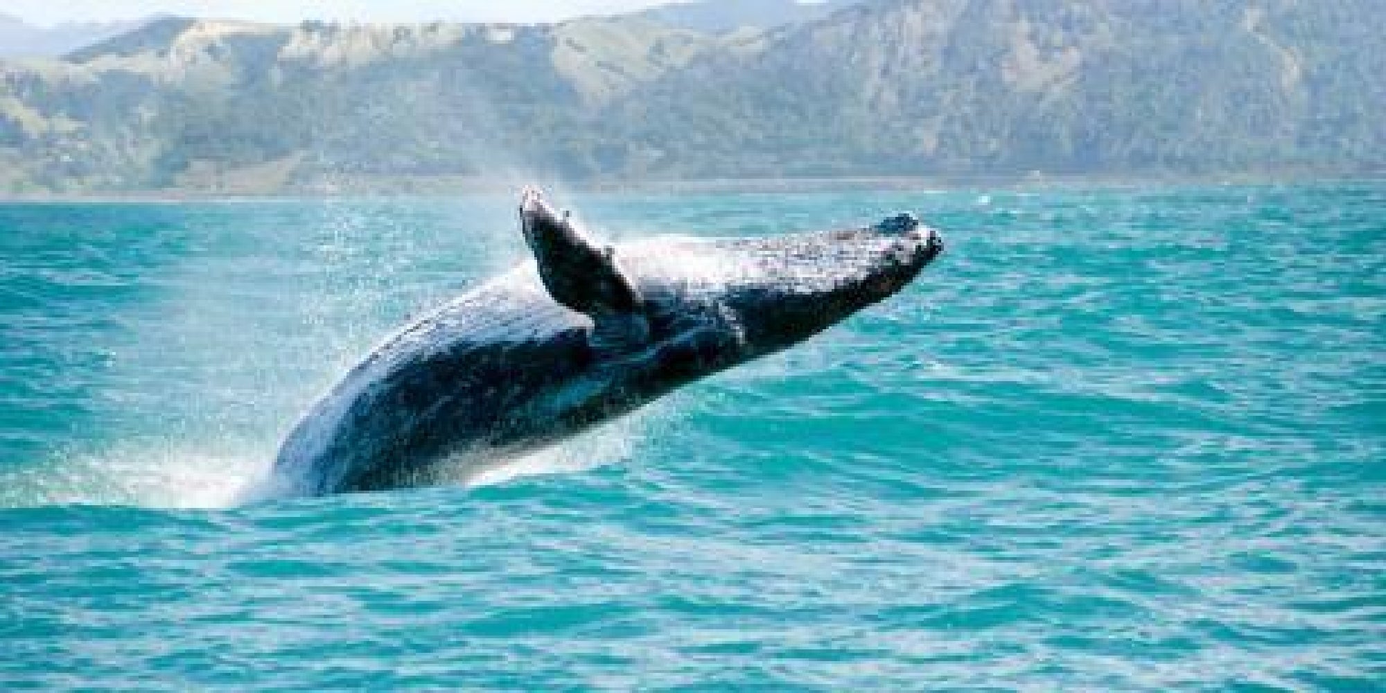 Kauai Sea Tours Rafting Whale Watch Discovery.