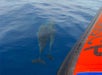 Dolphins escorting boat - Kealakekua Bay Snorkel & Coastal Adventure in Kailua-Kona, Hawaii