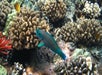 A parrotfish swims among coral and sea urchins on a reef, surrounded by various types of corals and a few small fish.