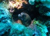 Moray eel - Kealakekua Bay Snorkel & Coastal Adventure in Kailua-Kona, Hawaii