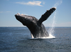 A humpback whale breaches the surface of the ocean, lifting its body out of the water with one fin extended under a blue sky.