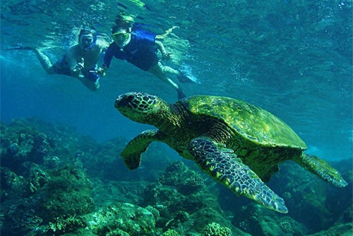 Swimming with Hawaiian sea turtles - Kealakekua Bay Snorkel & Coastal Adventure in Kailua-Kona, Hawaii