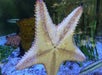 Key West Aquarium in Key West , Florida