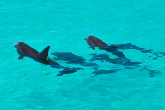 Two dolphins swimming in clear turquoise water, creating shadows on the sandy bottom below.