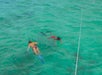 A man and woman snorkeling in green blue water on the Key West Double Dip 2-Stop Reef Snorkel in Key West, Florida.