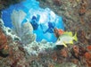 A man and woman holding hands swimming towards a reef with fish in it on the Key West Double Dip 2-Stop Reef Snorkel in Key West, Florida.