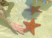 A hand with a floral tattoo reaches towards a large orange starfish in shallow, clear water, with another starfish nearby on the sandy bottom.