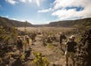 Hike through Kilauea Iki Crater - Elite Volcano Hike, a full-day tour from Hilo