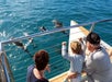 Three people on a boat observe a small pod of dolphins swimming in clear blue water near the boat railing.