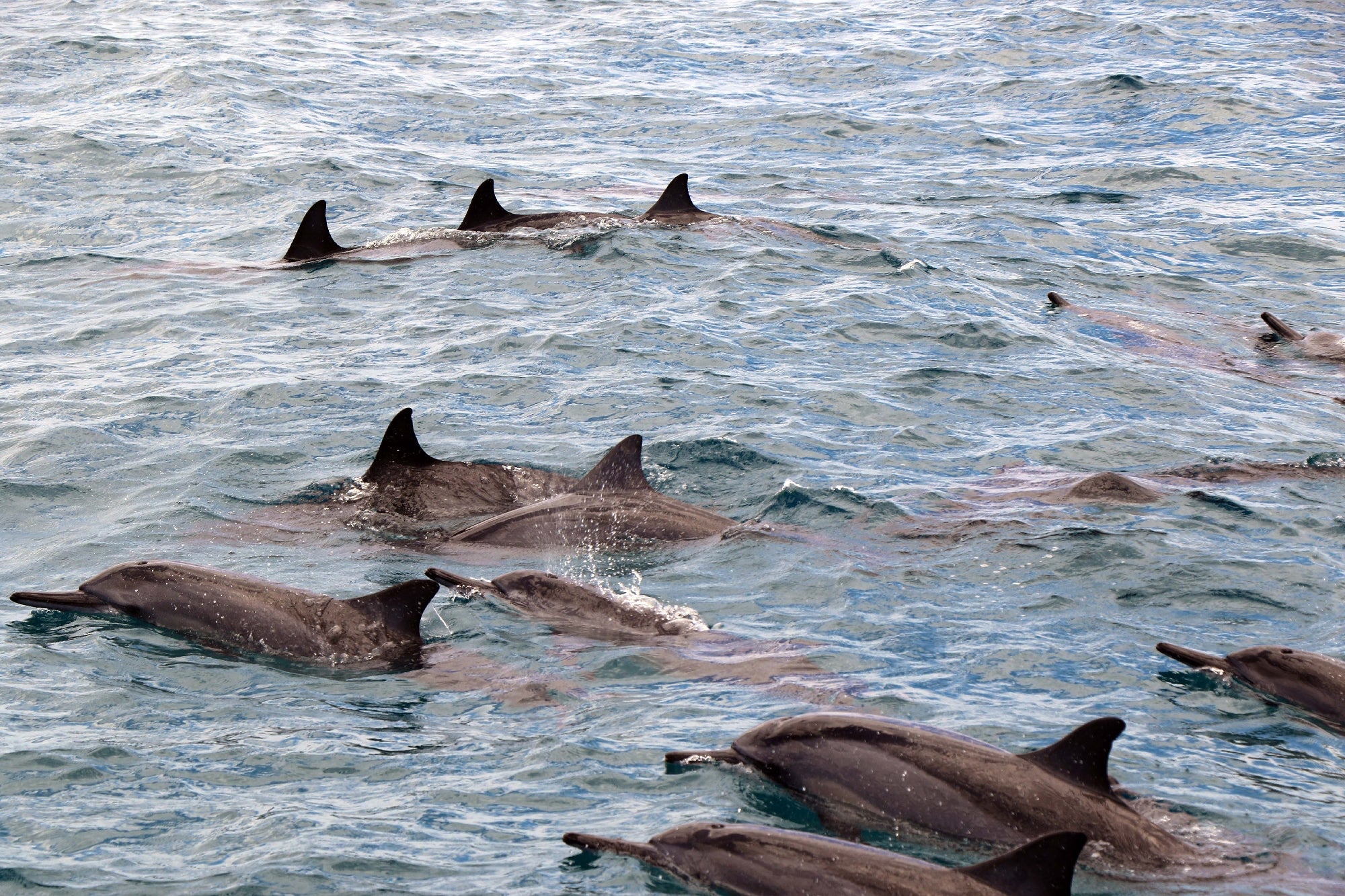 A group of dolphins swims together near the surface of the ocean, with dorsal fins and backs visible above the water.
