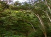 Riders soar through the tree canopy