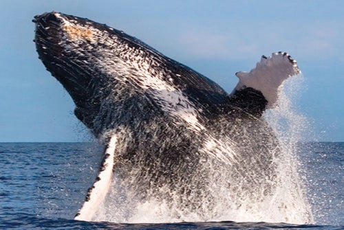 Whale Breach - Waikoloa Whale Watch