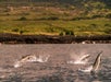 Four dolphins jumping out of the water near a rocky coastline with a grassy hillside in the background.