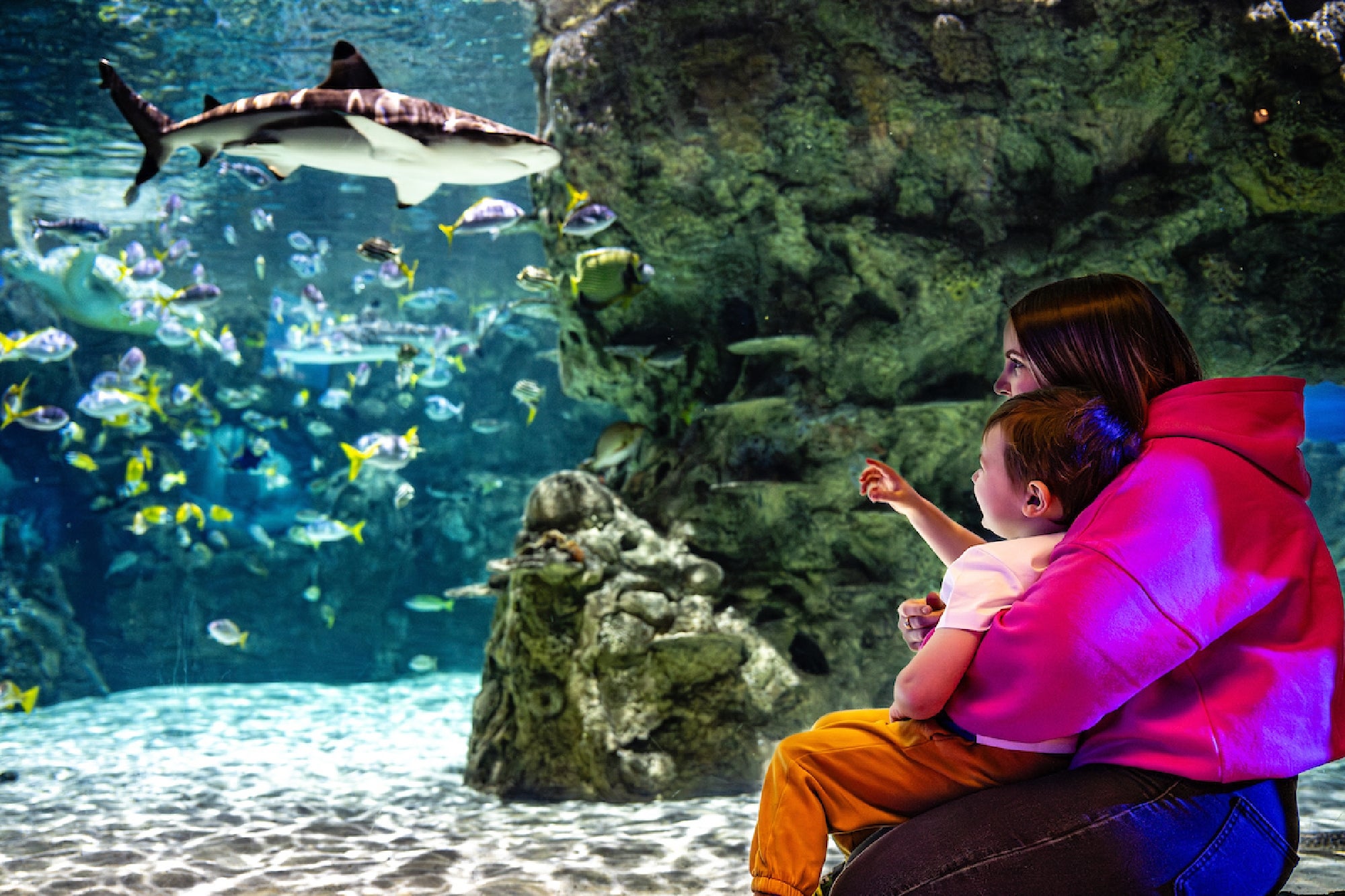 A woman holds a child who is pointing at a shark swimming in a large aquarium filled with fish and rocks.