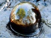 A reflective bubble on a wet surface, displaying the reflection of trees and sky.