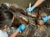Two conservators wearing blue gloves are carefully restoring a large, weathered bronze statue using brushes.