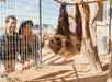 A sloth hangs upside down on a rope inside a fenced area, while two people kneel outside the enclosure, observing it.